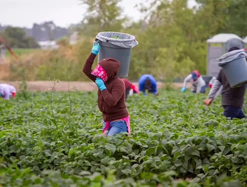 Worker in Canada’s agri-food sector preparing a permanent residence application