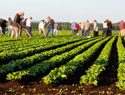 Agricultural workers immigration program support for Canadian employers and foreign workers